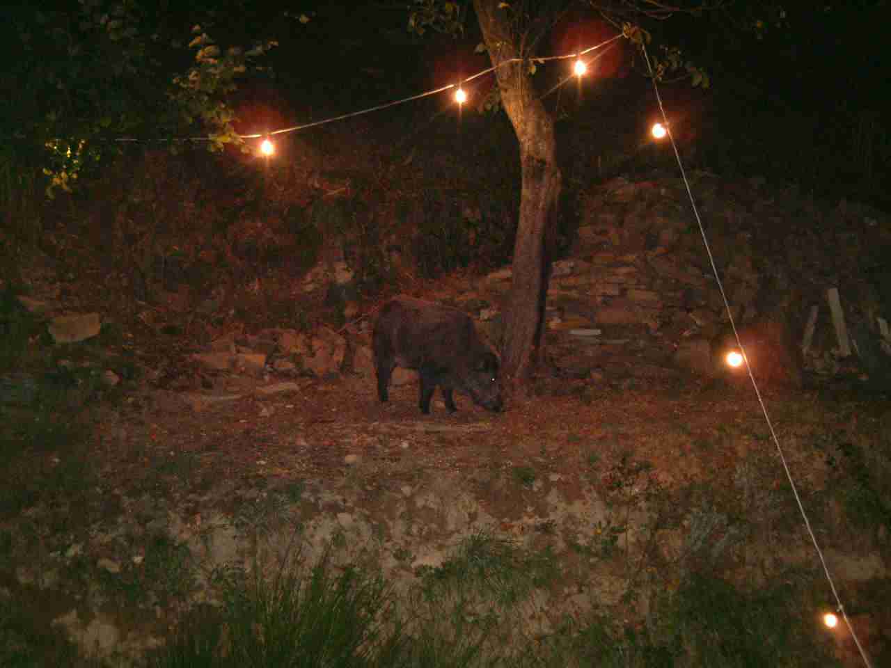  Image name: 02 fau13.jpg 
 width: 1280 pixel 
 height: 960 pixel 
 Size: 43819 bytes 
 Click to enlarge 